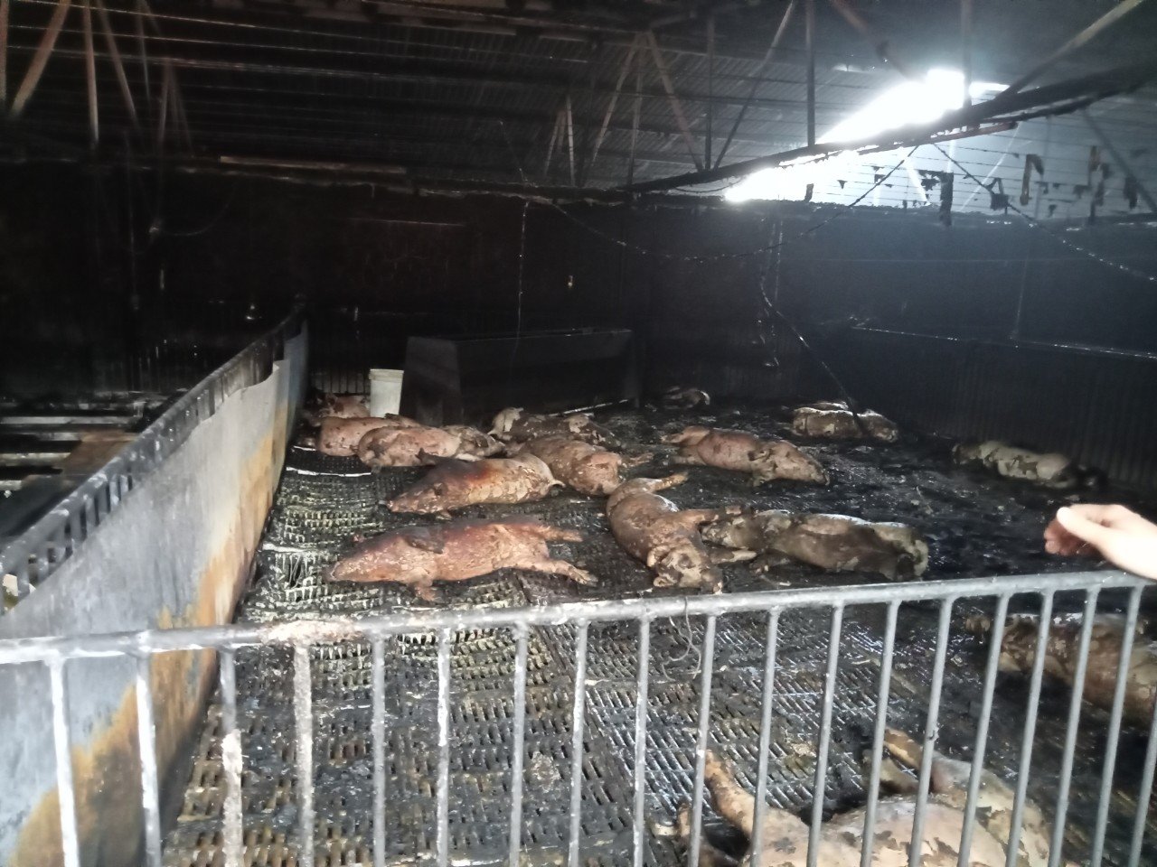 VIDEO: Cháy trang trại lợn ở Nam Sách